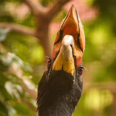 Rare Species Hornbill THE 10 RAREST BIRDS IN THE WORLD