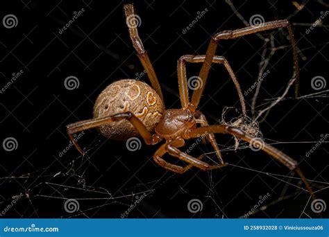 Female Adult Brown Widow Spider Stock Photo - Image of geometricus ...