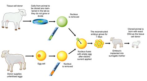 Cloning Examples 的图像结果