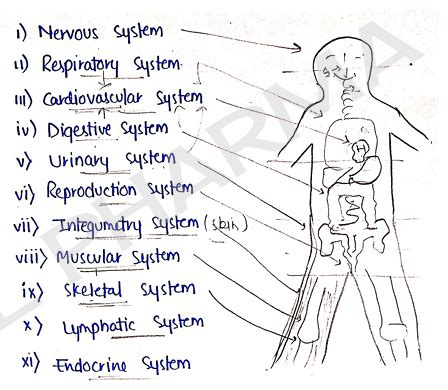 Human Anatomy And Physiology 1 Unit 1 Notes - 1st Semester B Pharmacy ...