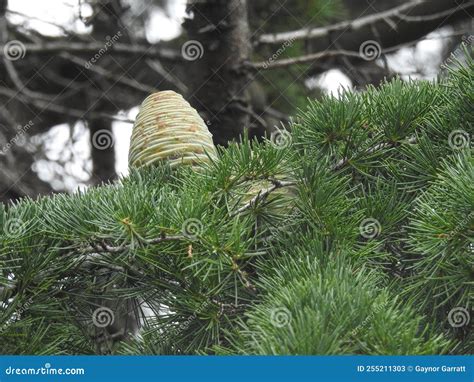 Large Pine Cone Growing on a Tree Stock Image - Image of pine, tree ...