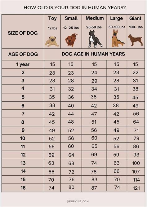 dog 8 months in human years