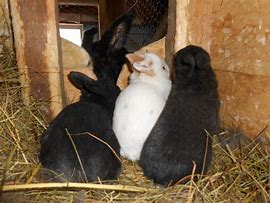 Image result for Baby Bunny Sitting