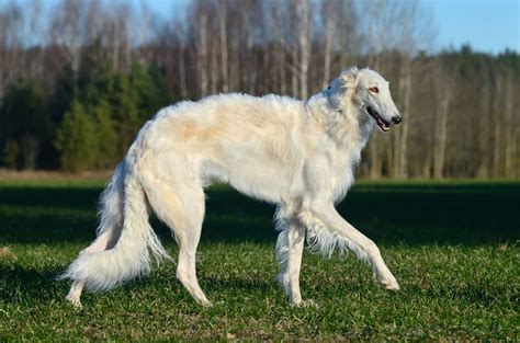 Discover the Majestic Borzoi: The Russian Wolfhound