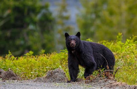 3 Places You're Most Likely to Encounter a Bear in Pennsylvania This ...