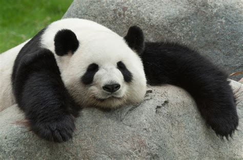 大熊猫的名称,大熊猫,大熊猫金虎_大山谷图库
