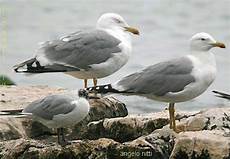 gabbiano reale nordico gabbiano reale nordico larus argentatus gabbiano reale nordico gabbiano reale nordico larus argentatus