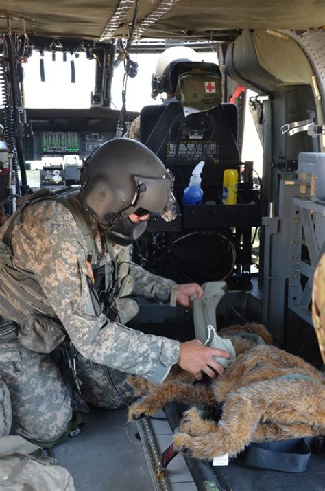 NTC, WACH rehearse MEDEVAC of Military Working Dog | Article | The ...