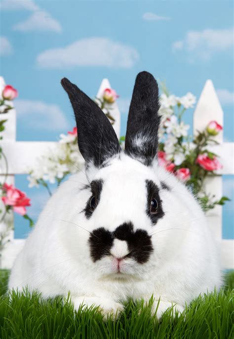 Black And White Rabbit Breed