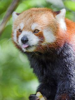 Download wallpaper 240x320 red panda, tongue sticking out, animal ...