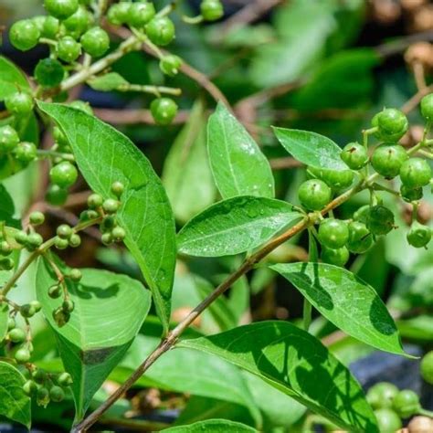 Mehandi , Henna / Lawsonia inermis Live Plant : Amazon.in: Beauty