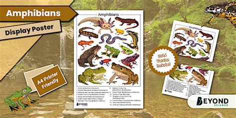 KS3 Amphibians Display Poster