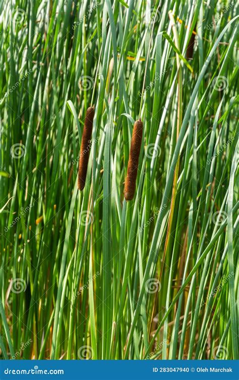 Reedmace, Cat - Tail, Bulrush, Swamp Sausage, Punks, Typha Angustifolia ...