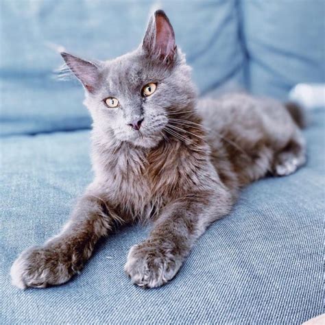 Maine Coon Grey