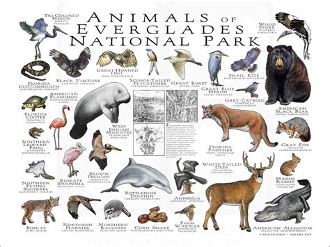 Everglades Animals Information Endangered Species & Wildlife