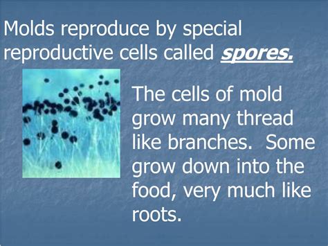 PPT - Spores: The Basics of Mold Reproduction PowerPoint Presentation, free download - ID:9081678