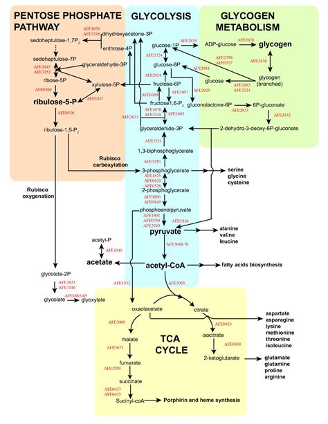 TJ.In biochemistry, the pentose phosphate pathway (also called the phosphogluconate pathway and ...
