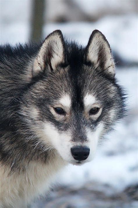 Rey norte kovu siberian husky agouti – Artofit