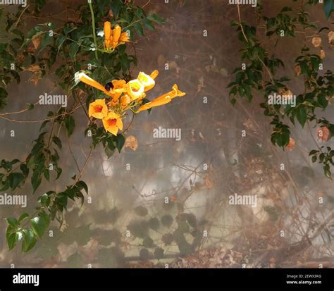 A beautiful yellow trumpet vine creeper (campsis radicans) hanging from ...