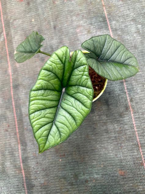Alocasia Platinum (Well rooted Plant in 3 inch Pot) – vridhigarden