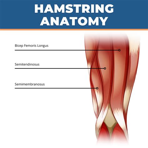 Hamstring Muscles Anatomy