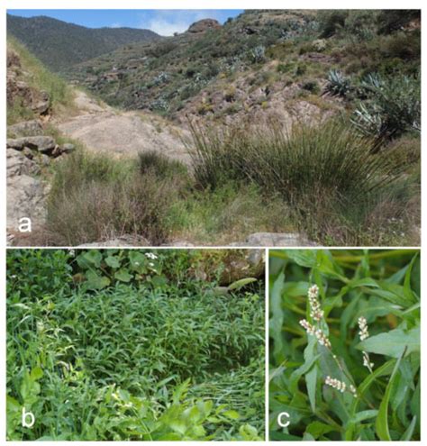 A Cryptic Invader of the Genus Persicaria (Polygonaceae) in La Palma ...