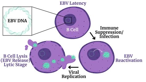 The Surprising Long COVID And EBV Connection