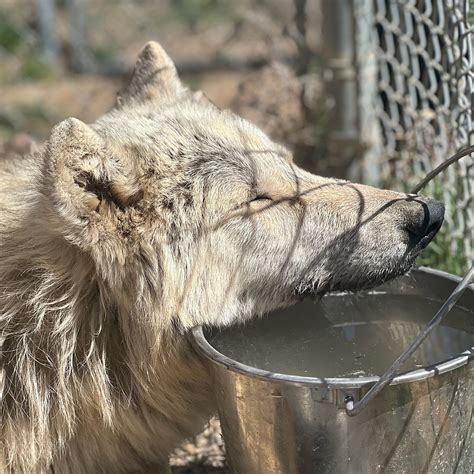 Two Rare Medical Conditions, One Happy Ending | Wild Spirit Wolf Sanctuary