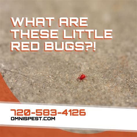 Small Red Bugs