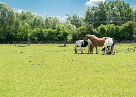 Types of Breeding in Animals - AnimalBehaviorCorner