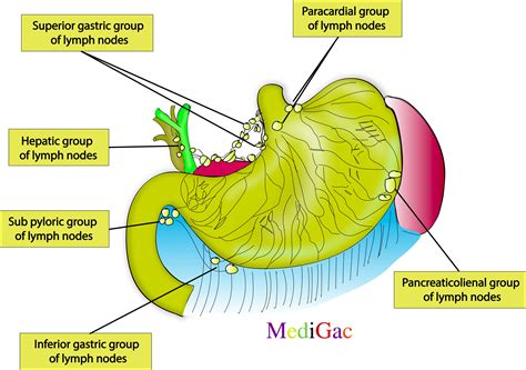 What are the lymph nodes of the Abdomen – MediGac