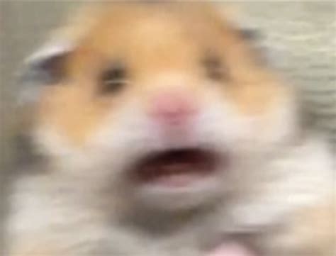 Danger Meme Song 1 Hour 的图像结果