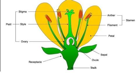 reproductive parts of a flower - Brainly.in