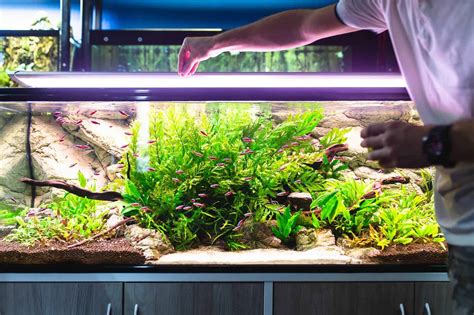 Bloodworms: All You Need To Know About This Aquarium Food | Fishkeeping World