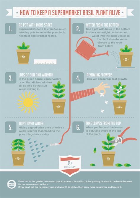 how to take care of basil plant indoors - Anafranskowiak