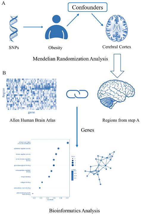 Genetic Insights into Obesity and Brain: Combine Mendelian ...