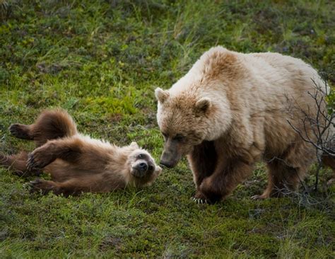 Feds will move grizzly bears into Washington's North Cascades • Idaho ...