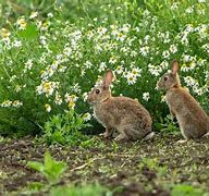 Image result for Two Rabbits