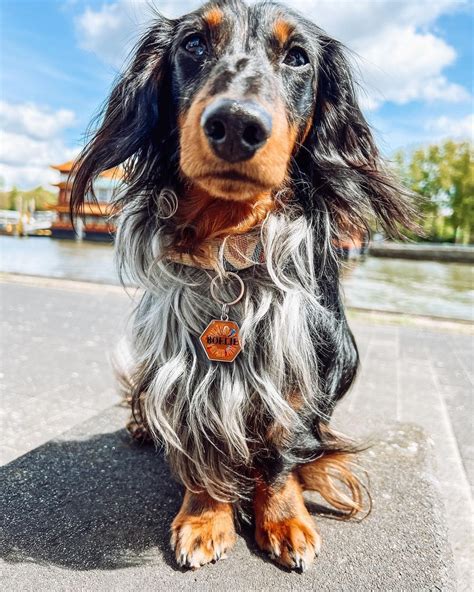 Long Haired Chocolate Dapple Dachshund