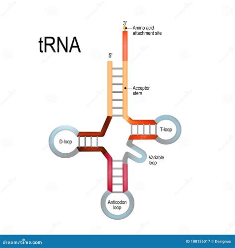 Transfer RNA. Genetic Code. Cartoon Vector | CartoonDealer.com #113257763