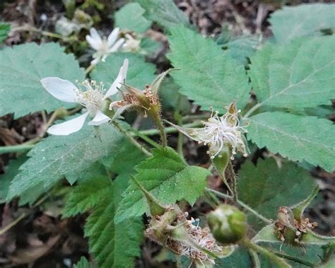 Rubus Ursinus