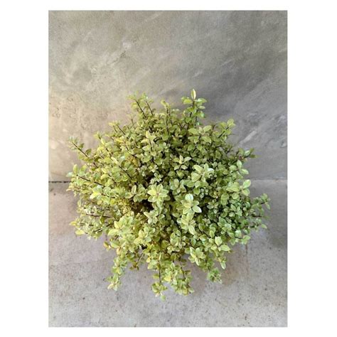 Pittosporum elfin | Seeding