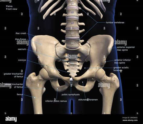 3d Hip Bone Anatomy