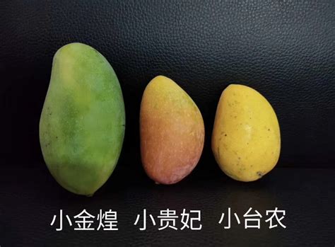 海南三亚金煌芒水仙芒新鲜水果大芒果9斤 净果包邮金皇芒大果纯甜-选品库-美视角-网红自媒体平台-重庆果实电子科技有限公司