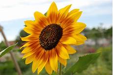 significato girasole nel linguaggio dei fiori fiore di girasole significato dei fiori significato significato girasole nel linguaggio dei fiori fiore di girasole significato dei fiori significato