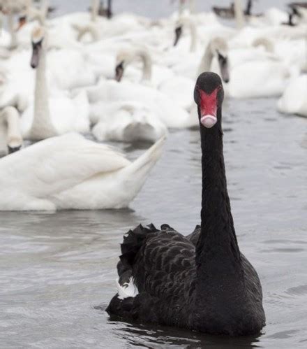 什么是“黑天鹅”事件，为什么它们是气候危机的关键？_腾讯新闻