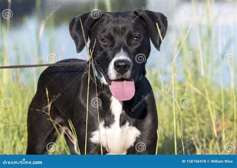 Beagle Labrador Mixed Breed Dog Outdoors by Lake on Leash Stock Photo ...