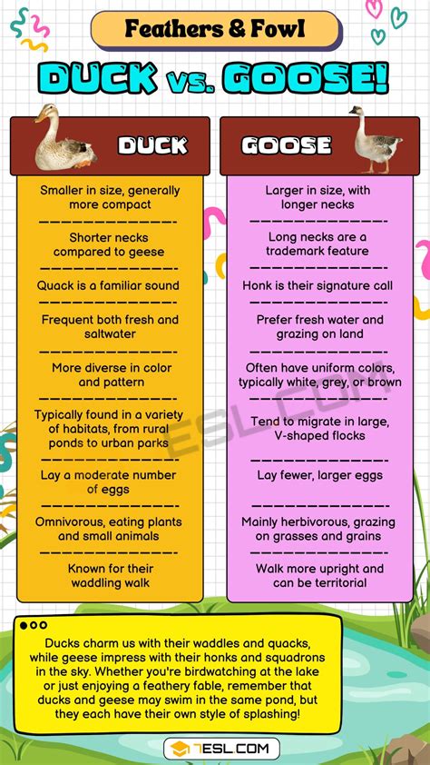 Duck vs. Goose: The Main Difference • 7ESL