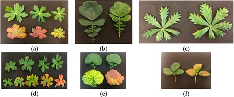 Response of Native and Non-Native Subarctic Plant Species to Continuous ...