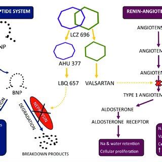 Bildergebnis für sacubitril nebenwirkungen
